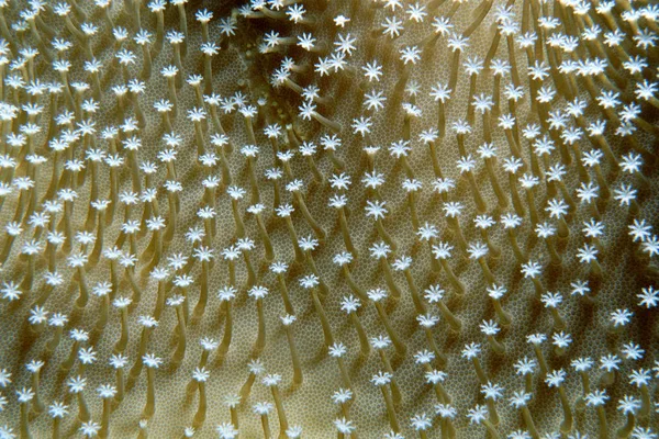 Мягкие Кораллы Близко — стоковое фото
