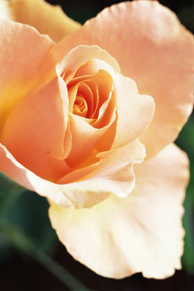 Rose Flower Close — Stock Photo, Image