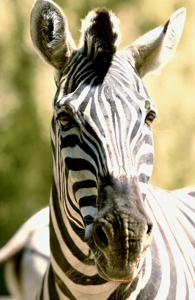 Ein Safari Tier Zebra — Stockfoto