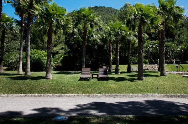 Ligstoelen Gras Met Palmbomen Majorca Spanje — Stockfoto