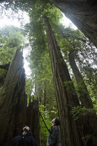 Pai Filho Olhando Para Cima Redwoods National Park Califórnia Eua — Fotografia de Stock