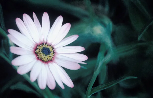 Fleur Ostéosperme Gros Plan — Photo