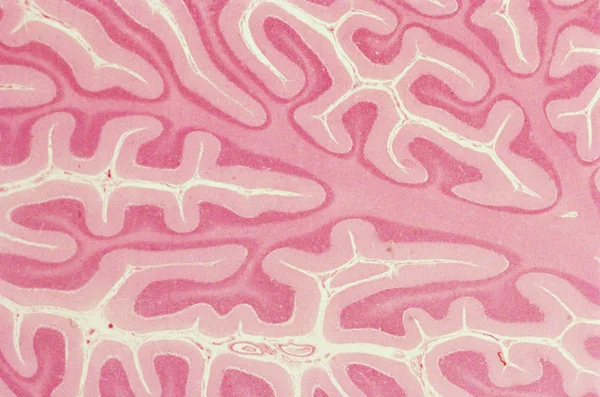 Vista Cerebellum Microscópio — Fotografia de Stock