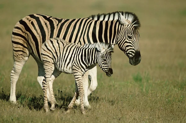 Burchell Zebra Und Fohlen — Stockfoto