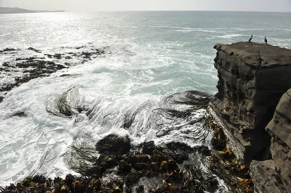 Acantilados Mar Nueva Zelanda — Foto de Stock