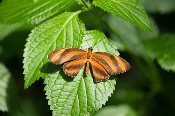 Close Banded Orange Butterfly — стоковое фото