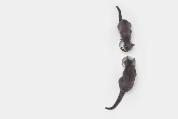 Estúdio Aéreo Tiro Dois Gatinhos Azuis Russos Frente Uns Dos — Fotografia de Stock