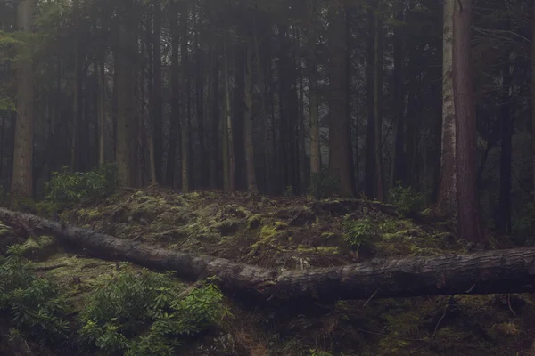 Árvore caída na floresta nebulosa — Fotografia de Stock
