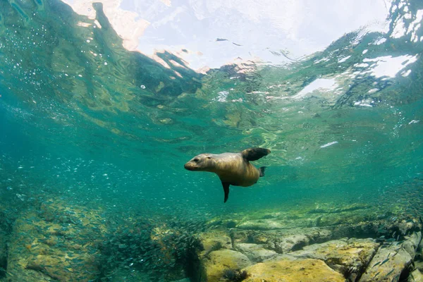 Калифорнийский Морской Лев Воде — стоковое фото