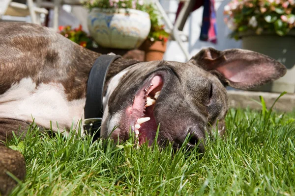 Hund Auf Gras Liegend — Stockfoto