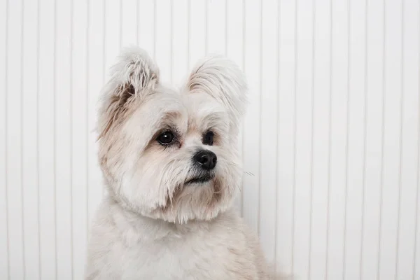 Yorkshire Terrier Karışımı Bir Köpeğin Portresi — Stok fotoğraf