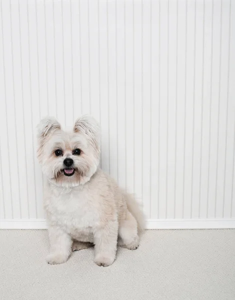 Portrait Chien Mélangé Yorkshire Terrier — Photo