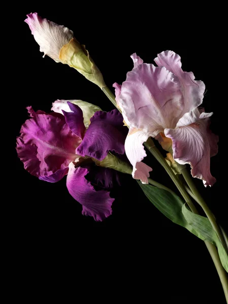 Ένα Μοβ Λουλούδι Ίριδας Κοντά — Φωτογραφία Αρχείου