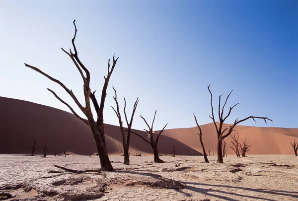 Arbres Nus Dans Désert — Photo