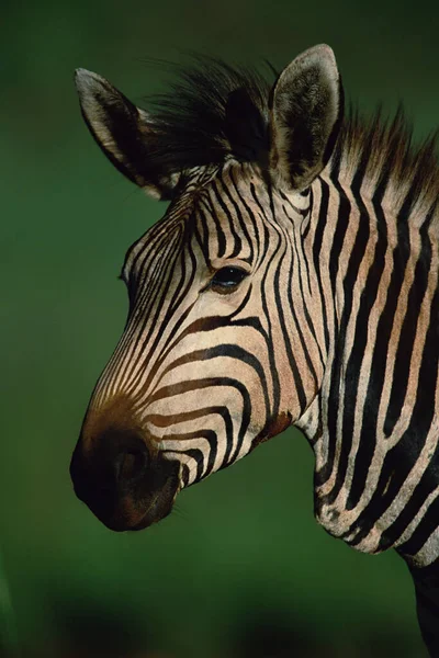 Zebra Montesa Hartmann — Fotografia de Stock
