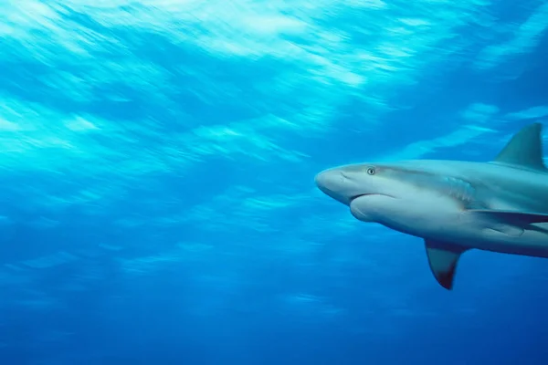 Caribbean Reef Shark Water — Stock Photo, Image