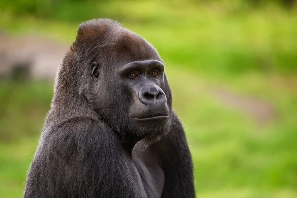 Westlicher Flachlandgorilla Blickt Kamera — Stockfoto