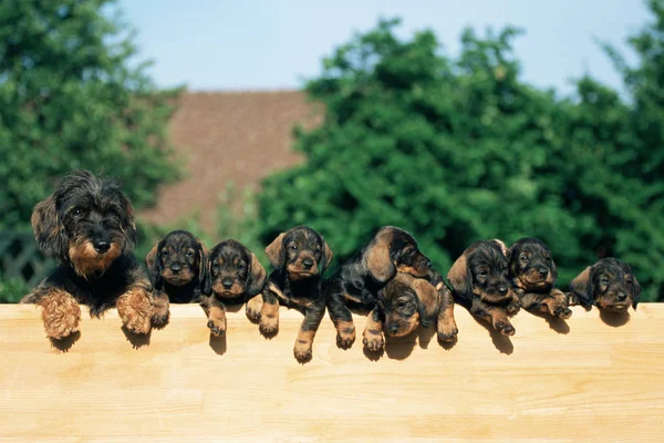 Row of puppies on a fence