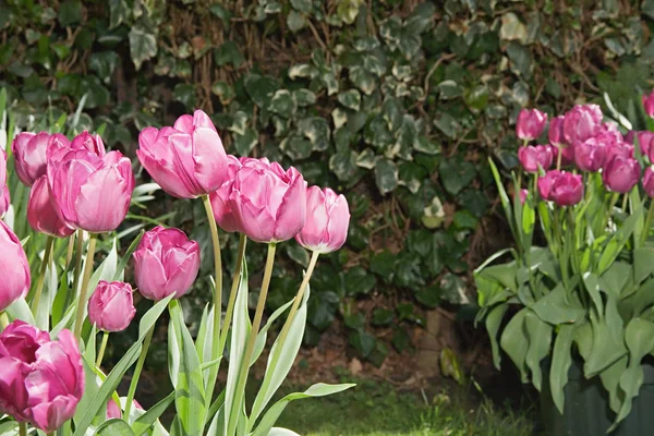 Tulpen Garten — Stockfoto