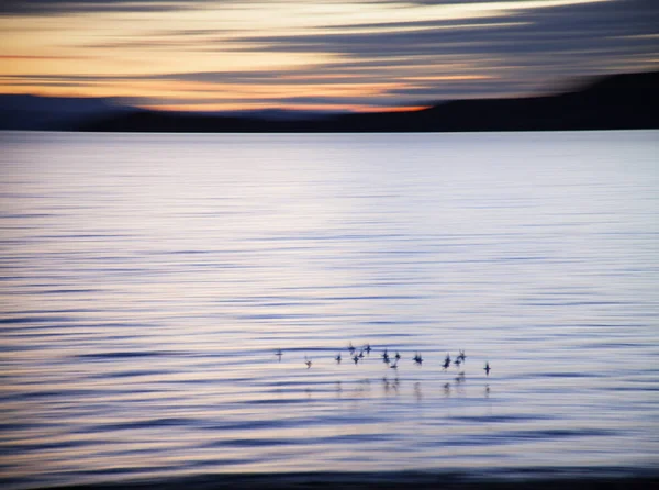 Птицы летают над озером, Ассинт, Шотландия — стоковое фото
