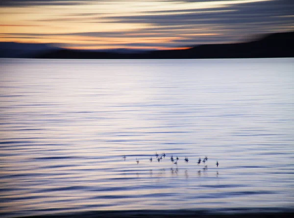 Pássaros voando sobre loch, Assynt, Escócia — Fotografia de Stock