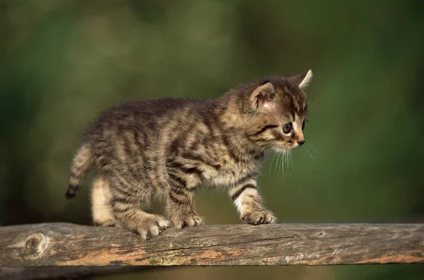 Gatinho Andando Sobre Uma Cerca — Fotografia de Stock