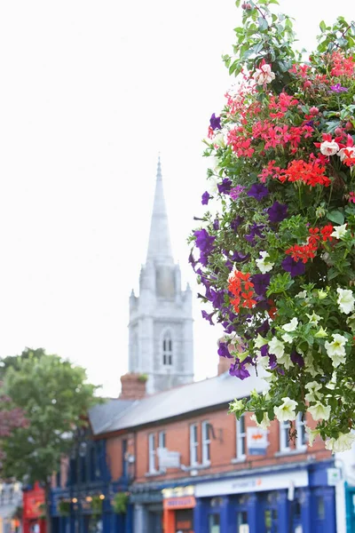 Малахиде Ирландия Цветные Цветы — стоковое фото