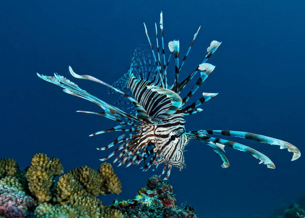 Lionfish underwater in the water 