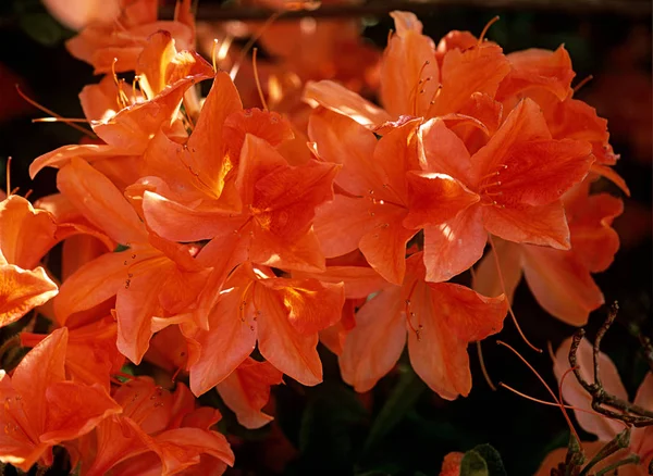 Orange Azalea Flowers Close — Stock Photo, Image
