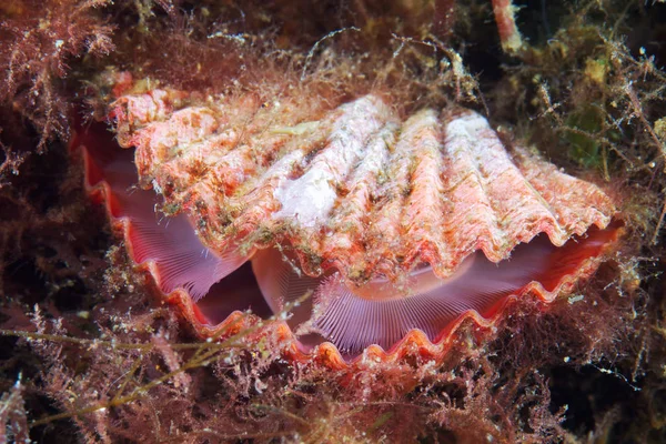 Coptothyris Adamsi Braquiópode Mar Japão — Fotografia de Stock