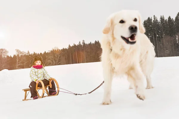 Labrador Zieht Mädchen Auf Rodel Durch Schnee — Stockfoto