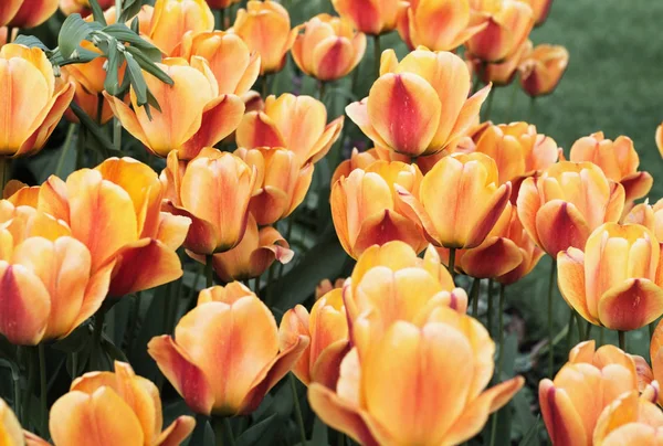 Orangene Tulpen — Stockfoto