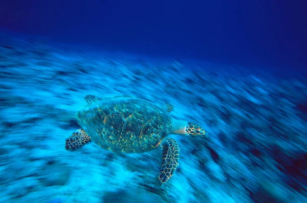 Ястребиная Черепаха Воде — стоковое фото