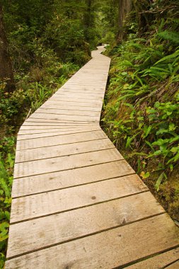 Wooden path through a forest clipart