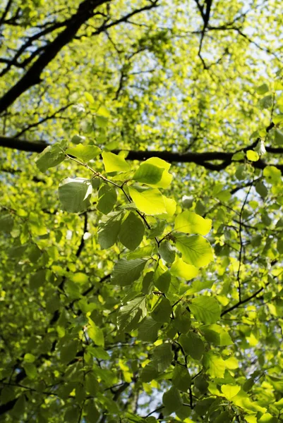 Bosque Primavera Día Soleado —  Fotos de Stock