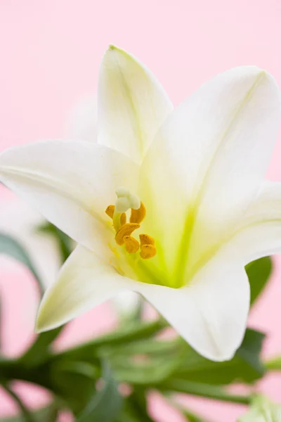 Lily Λουλούδι Κοντά — Φωτογραφία Αρχείου