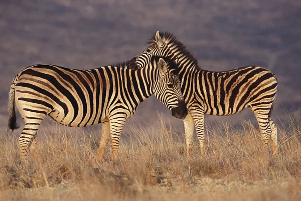 Burchell Zebras Auf Dem Feld — Stockfoto