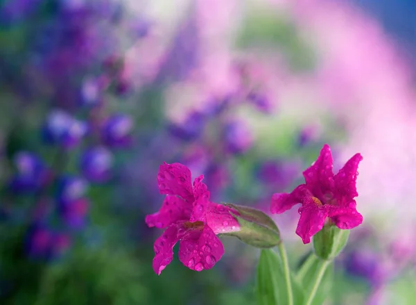 Lewis Majom Virágok Közelről — Stock Fotó