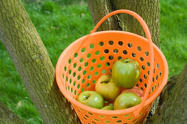Kosz jabłek na drzewie — Zdjęcie stockowe
