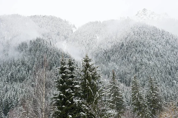 Drzewa Pokryte Śniegiem Alpach Francuskich — Zdjęcie stockowe