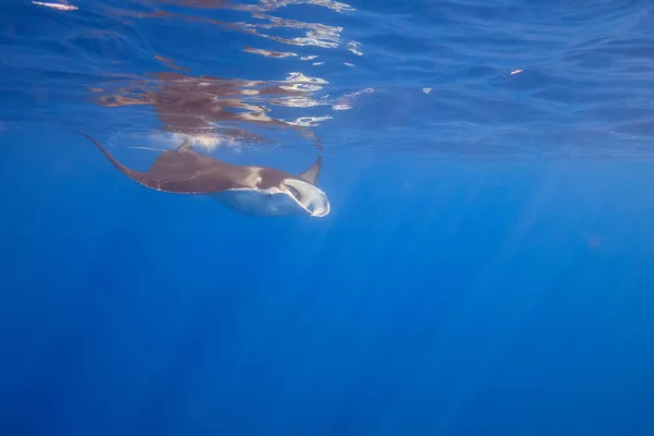 Manta Ray Big Island Hawaii Egyesült Államok — Stock Fotó