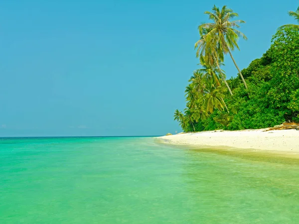 Tropik Sahilde Büyüyen Palmiye Ağaçları — Stok fotoğraf