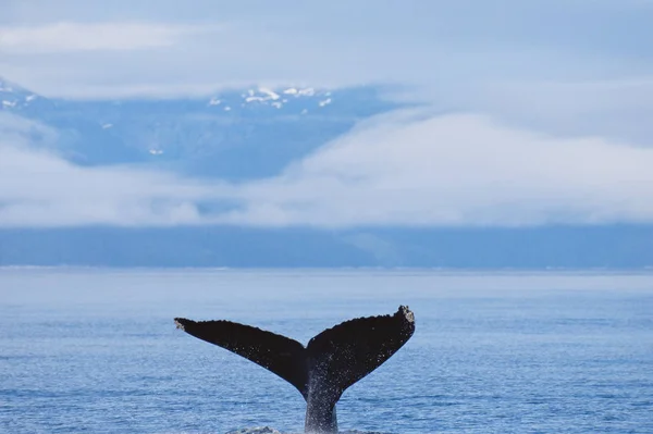 Una Cola Ballenas Sobre Mar — Foto de Stock