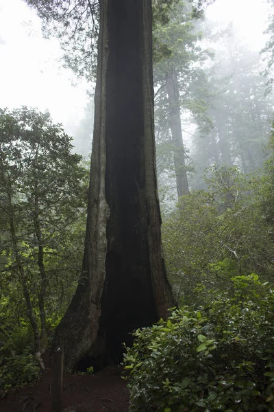 Tree Trunk Redwoods National Park California Usa — ストック写真