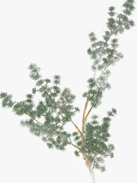 Frostiger Zweig Auf Weißem Hintergrund — Stockfoto