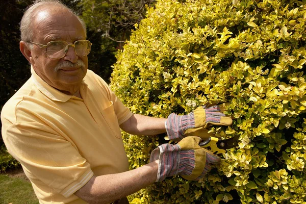 Hombre Mayor Podando Seto — Foto de Stock