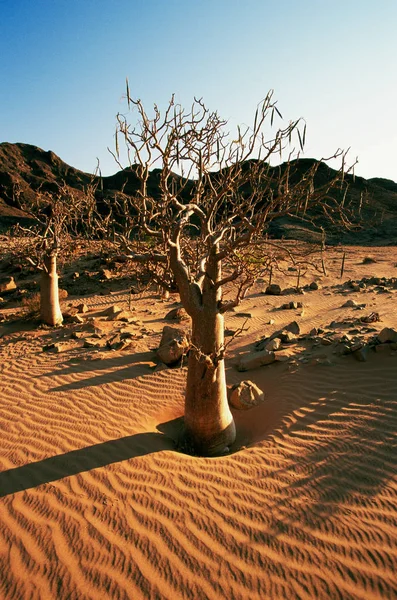 Kahler Baum Der Wüste — Stockfoto