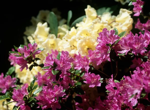 Azaleen Blumen Aus Nächster Nähe — Stockfoto