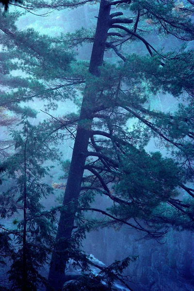 Árvore Floresta Nebulosa — Fotografia de Stock
