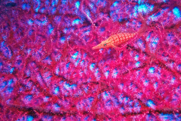 Longnose Hawkfish Vista Subaquática — Fotografia de Stock